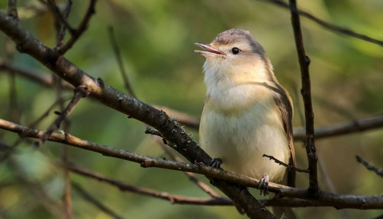 Why 'Elevator Music of Birding' Is My New Favorite Tune

