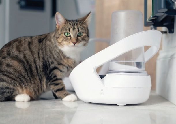 You must try cutting edge treatments - Catster

