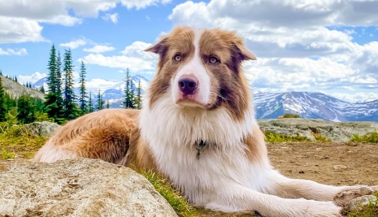 Your Complete Raw Food (BARF Diet) Travel Guide

