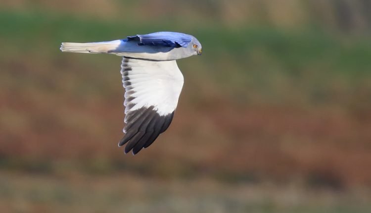 119 hen harrier chicks flew to England in 2022

