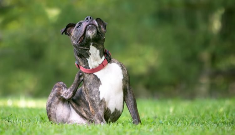 19 Pit Bull Owners Share The Best Shampoos For Itchy, Sensitive Skin

