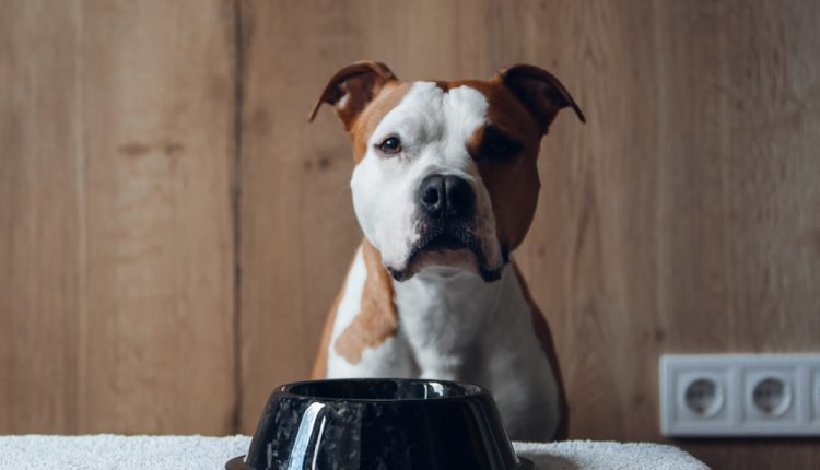 20 Diet Recommendations For Pit Bulls With Sensitive Stomachs

