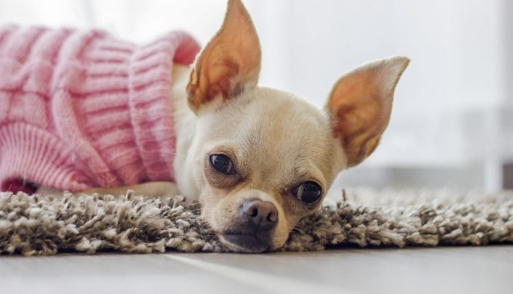 35 Diet Recommendations For Chihuahuas With Sensitive Stomachs


