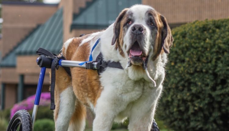 St. Bernard uses dog wheelchair to improve mobility