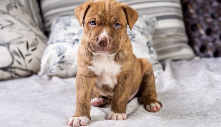44 Unique Pit Bull Names [with PICS!]

