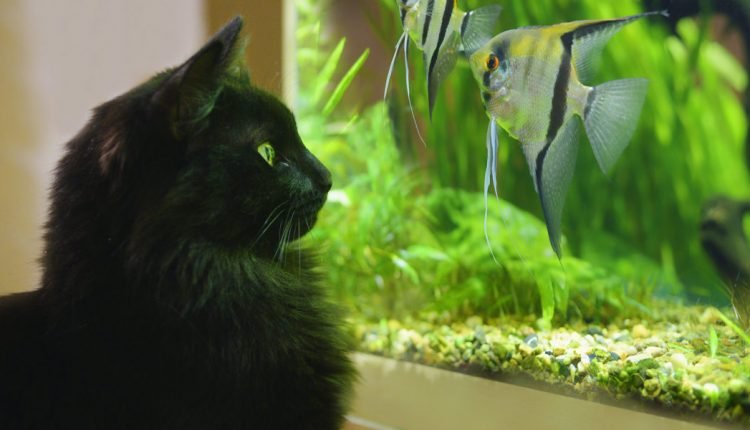 5 things cat lovers should know before keeping fish

