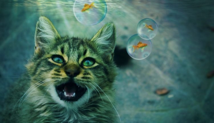 5 ways to prove your cat aquarium

