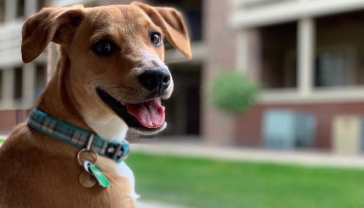 7 HVAC maintenance tips for your pet-friendly home - PLAY

