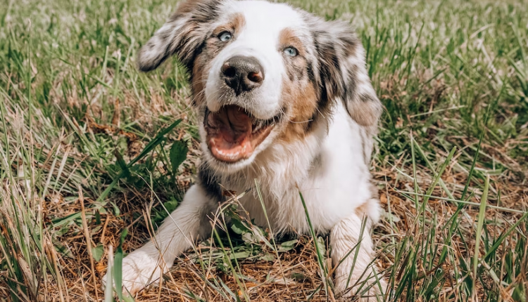 7 tips to keep your pet safe while playing outside - PLAY

