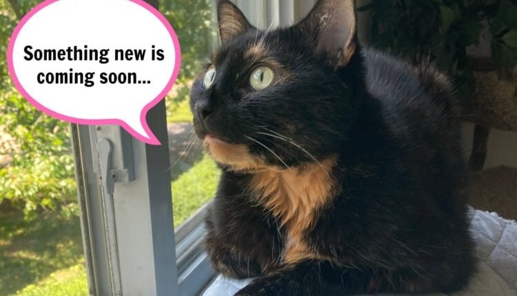 Allegra-conscious-cat-purrs-of-wisdom