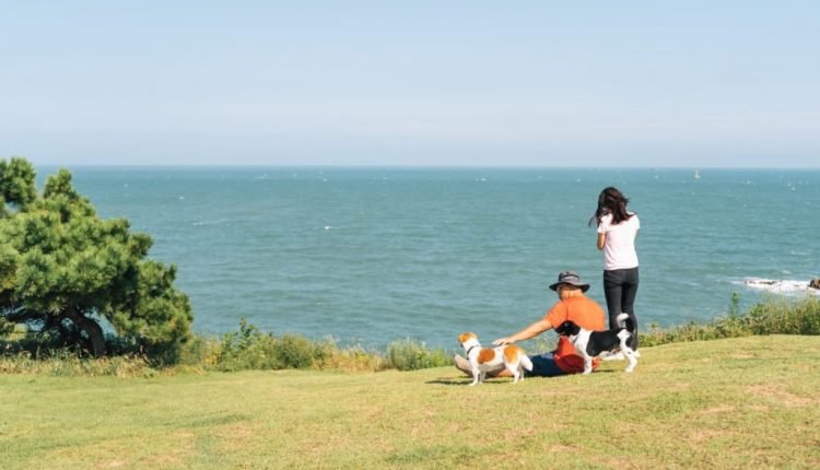 Best Dog-Friendly Summer Road Trip Spots

