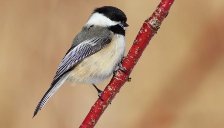 Bird behavior influenced by human activity during the COVID-19 lockdown

