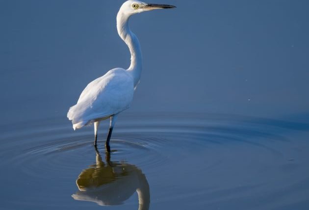 Birding Shanghai in August 2022 – 10,000 Birds