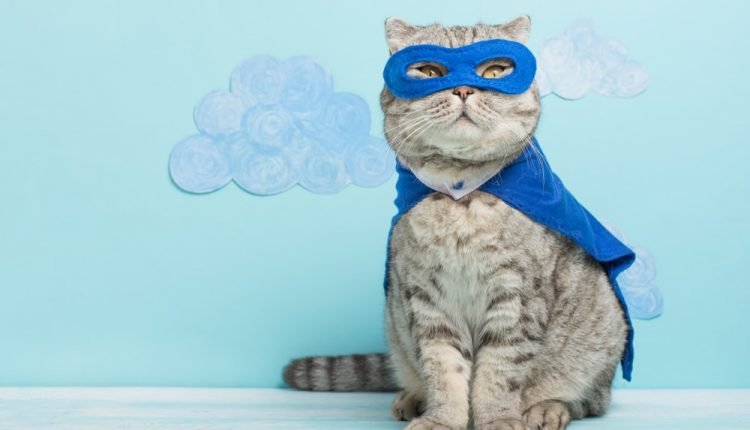 cat-in-superhero-costume