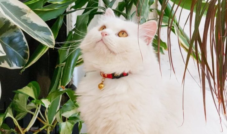 Cat collars 101: How to train your pet to wear one

