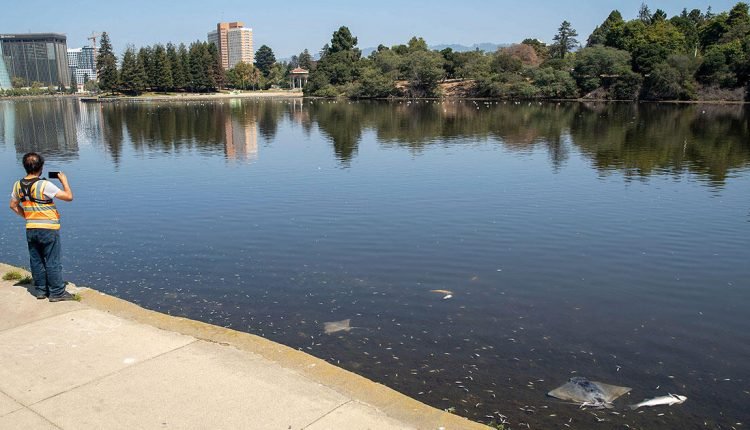 Deadly Algal Bloom May Cause Food Shortage for Bay Area Migratory Waterfowl

