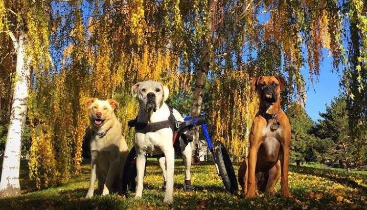 wheelchair for paralyzed boxer with 2 dog-friends enjoying a fall day
