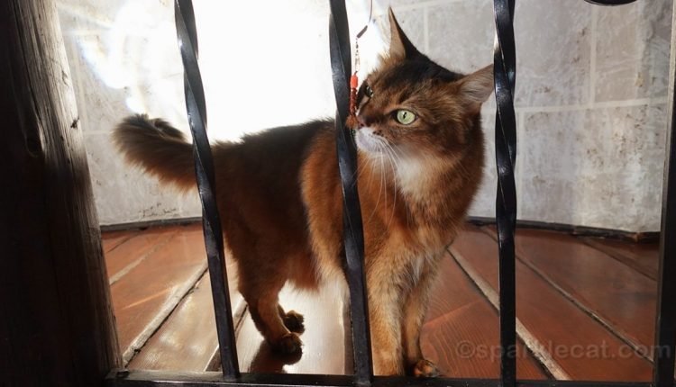  Does your cat play rough?  Here's why and how to fix it

