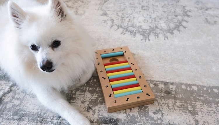 Dog playing toy puzzle_Lenti Hill_Shutterstock