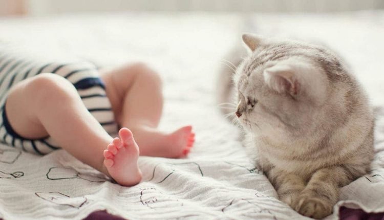 grey cat beside a baby