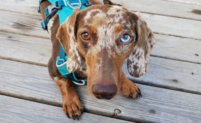 How to Stop Your Dachshund from Recoiling Out of Their Harness

