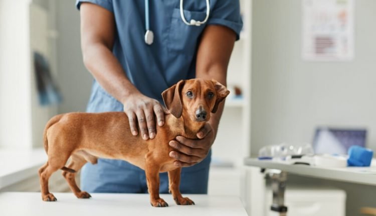 How to start saving money at the vet

