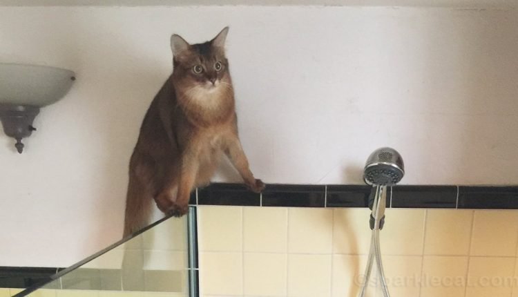 Keeping your cat happy and out of trouble, Part 1: Jumping on cabinets and other high surfaces