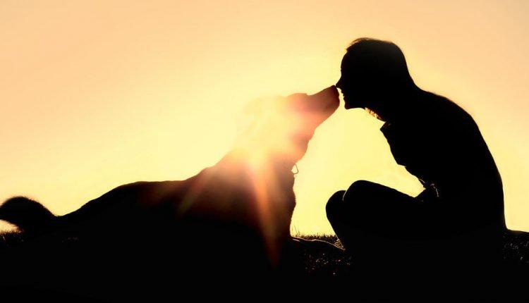 Liver Disease in Dogs: Liver Cleanse and Detox for Dogs

