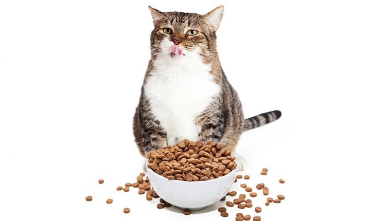 Obesity in cats - Katzenworld

