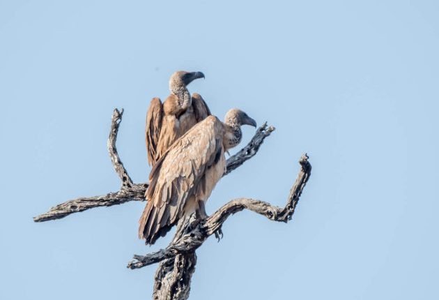 Pafuri area part 1 – 10,000 Birds

