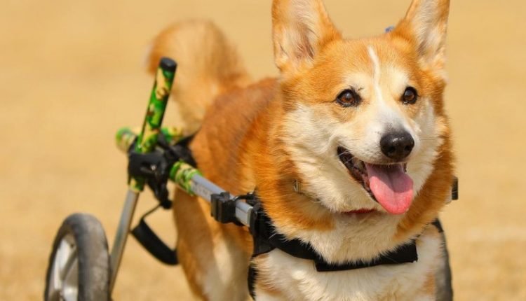 Corgi with IVVD runs in Walkin' Wheels dog wheelchair