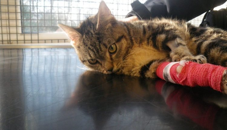 RSPCA reveals seven cats suffer daily at the hands of humans

