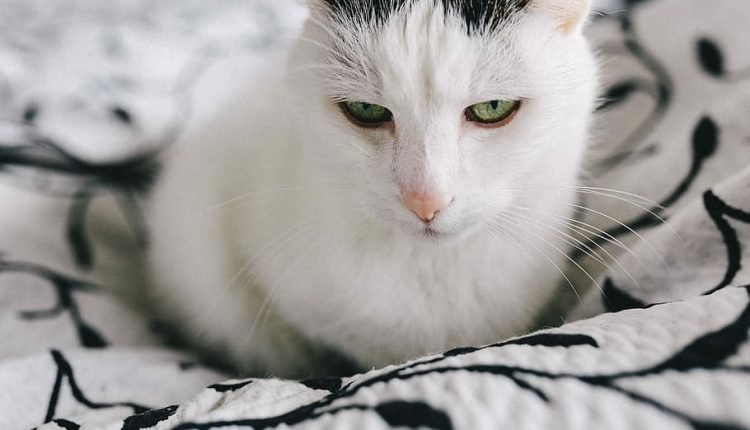 Reports of animal abuse on social media have doubled in the past year

