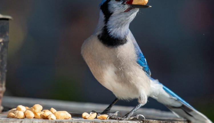  The 6 Best NO-MESS Bird Seed Blends!  (I use #6)

