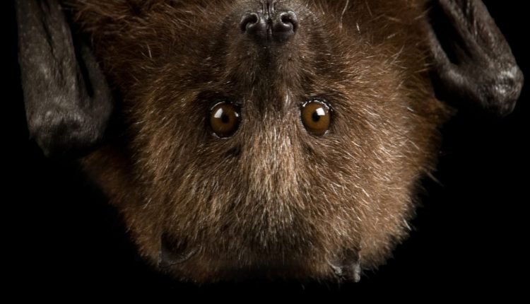  The 7 BEST Bat Houses For Sale!  (All price ranges)

