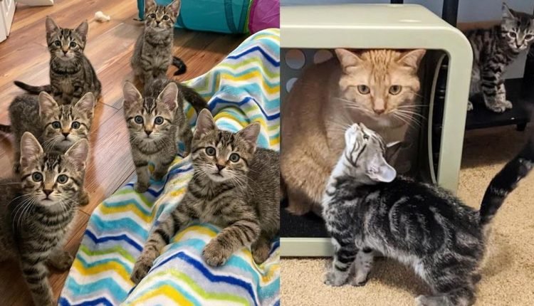 The cat finds himself a crew of kittens that follow him around and they won't accept any answer