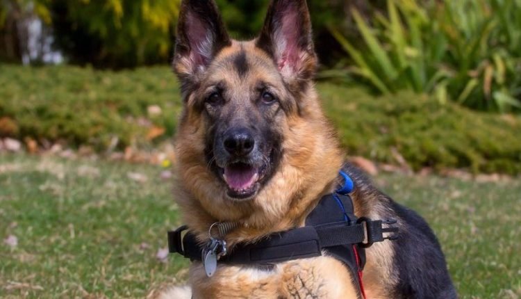 German Shepherd with vestibular disease