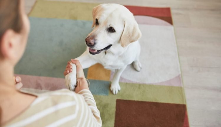 Tips to avoid cutting your dog's nails

