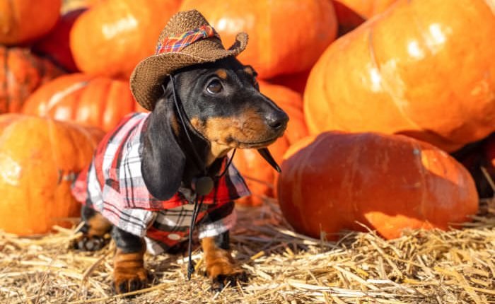 Top tips for visiting a pumpkin patch with your dog

