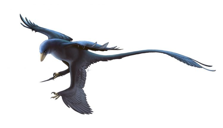 Microraptor