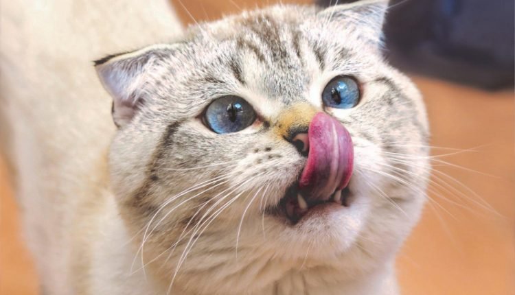 Vitakraft introduces two new candies for cats

