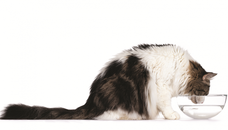 What is common in sweets for all stages of life

