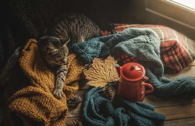  What's Mew in Catster?  September 2022 events

