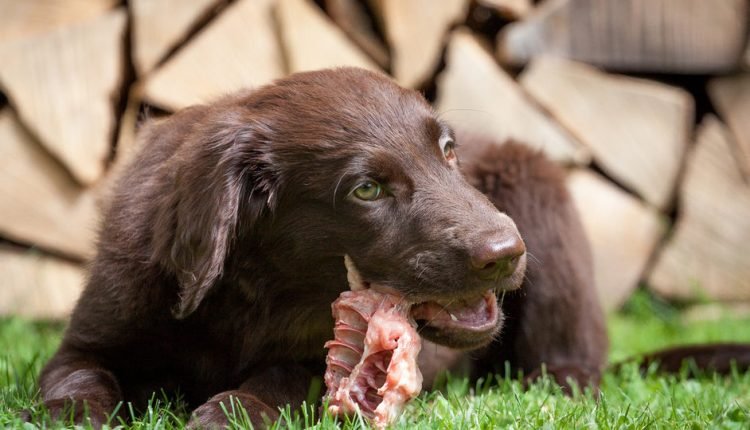  Which bones are the best dogs?  Raw bones for dogs

