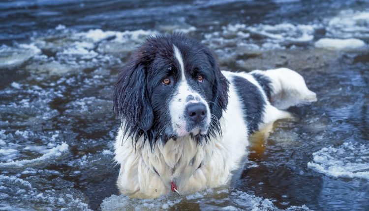 Why Adaptability Makes Dogs Happier Than People