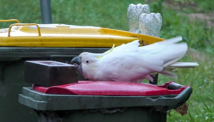 Wild Cockatoos and Humans Compete for a Trash Prize in a Potential 'Arms Race'

