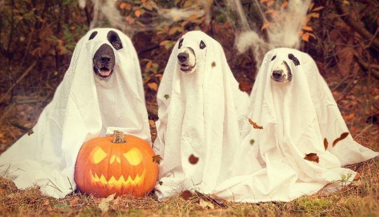10 tips for throwing a dog Halloween party that's just a treat and no gimmicks!

