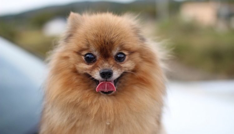 20 dietary recommendations for Pomeranians with sensitive stomachs

