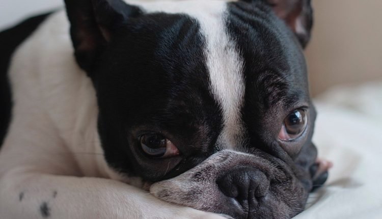 25 dietary recommendations for Frenchies with sensitive stomachs

