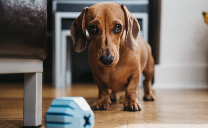 8 Ways to Entertain Your Small Dog Indoors This Winter

